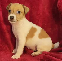 Rowdy, a male Rat Terrier for sale in Carbondale, IL – 4 of 4