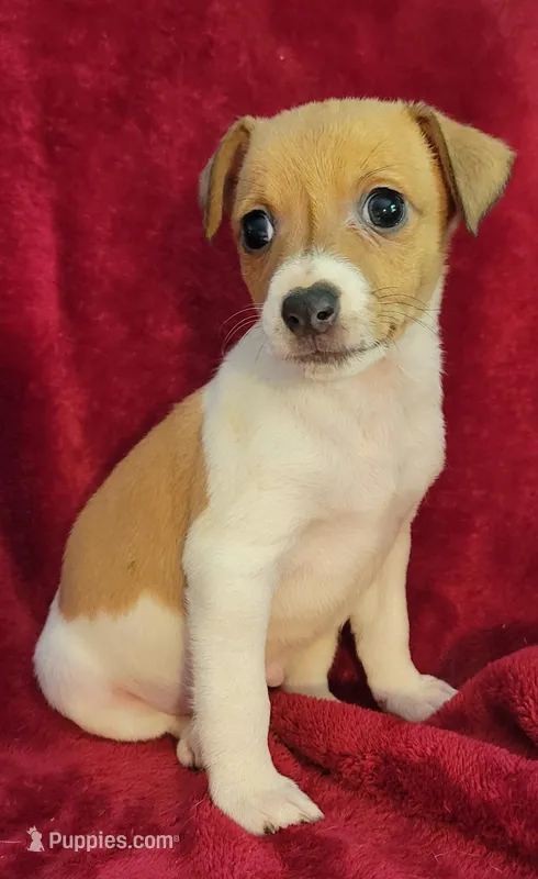 Rowdy – Rat Terrier puppy for sale in Carbondale, IL