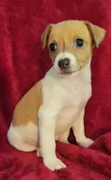 Rowdy, a male Rat Terrier for sale in Carbondale, IL – 1 of 4