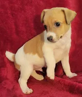 Rowdy, a male Rat Terrier for sale in Carbondale, IL – 2 of 4