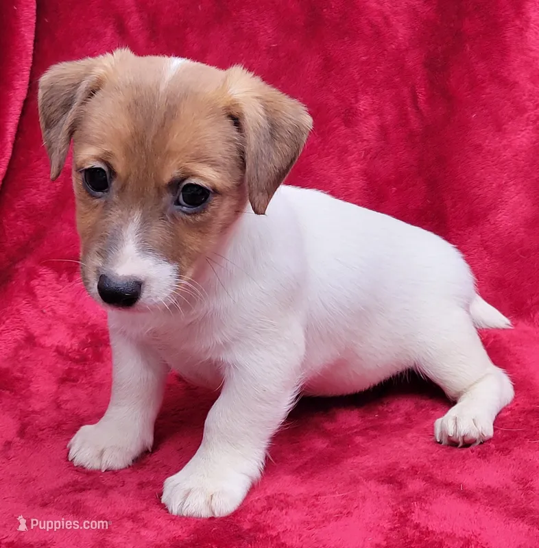 Daisy – Jack Russell Terrier puppy for sale in Carbondale, IL
