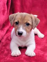Daisy, a female Jack Russell Terrier for sale in Carbondale, IL – 3 of 3