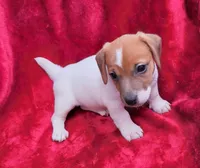Toby, a male Jack Russell Terrier for sale in Carbondale, IL – 3 of 3