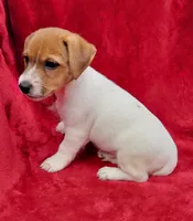 Bo, a male Jack Russell Terrier for sale in Carbondale, IL – 2 of 3