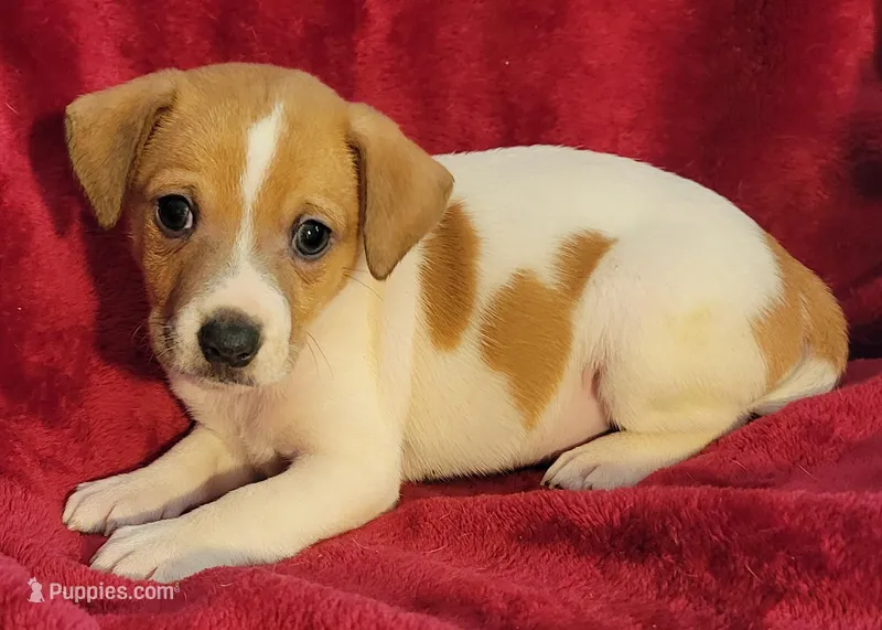 Sammy – Rat Terrier puppy for sale in Carbondale, IL