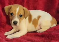 Sammy, a male Rat Terrier for sale in Carbondale, IL – 1 of 2