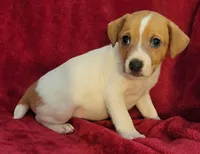 Sammy, a male Rat Terrier for sale in Carbondale, IL – 2 of 2
