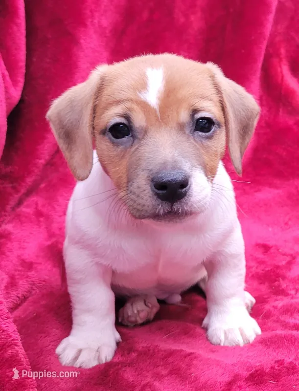 Toby – Jack Russell Terrier puppy for sale in Carbondale, IL