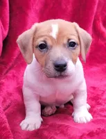 Toby, a male Jack Russell Terrier for sale in Carbondale, IL – 1 of 3