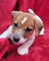 Toby, a male Jack Russell Terrier for sale in Carbondale, IL – 2 of 3