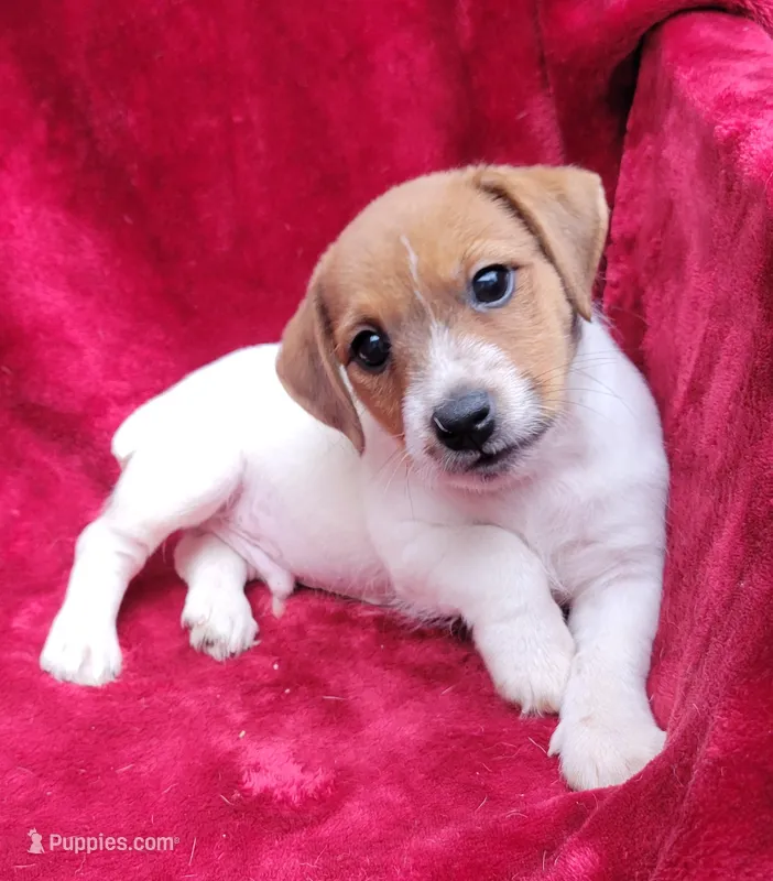 Bo – Jack Russell Terrier puppy for sale in Carbondale, IL