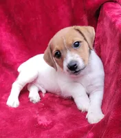 Bo, a male Jack Russell Terrier for sale in Carbondale, IL – 1 of 3