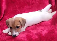 Daisy, a female Jack Russell Terrier for sale in Carbondale, IL – 2 of 3