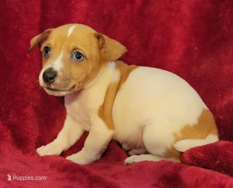 Tate – Rat Terrier puppy for sale in Carbondale, IL