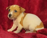 Tate, a male Rat Terrier for sale in Carbondale, IL – 1 of 3