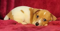 Tate, a male Rat Terrier for sale in Carbondale, IL – 3 of 3