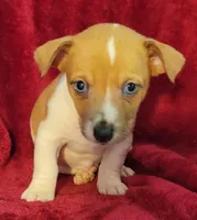Tate, a male Rat Terrier for sale in Carbondale, IL – 2 of 3