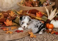 Avery, a female Toy Australian Shepherd for sale in Normangee, TX – 2 of 3