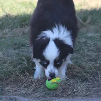 Rio, a male Toy Australian Shepherd for sale in Normangee, TX – Photo 3 of 5