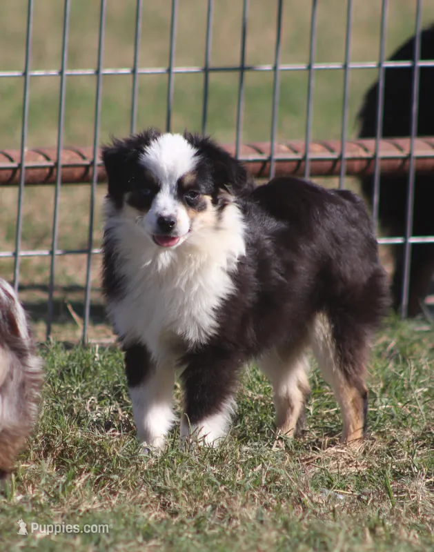 Rio – Toy Australian Shepherd puppy for sale in Normangee, TX