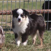 Rio, a male Toy Australian Shepherd for sale in Normangee, TX – Photo 4 of 5