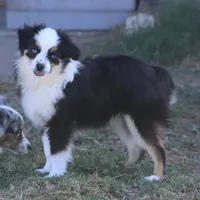 Rio, a male Toy Australian Shepherd for sale in Normangee, TX – Photo 1 of 5