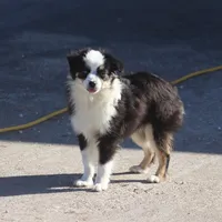 Rio, a male Toy Australian Shepherd for sale in Normangee, TX – Photo 5 of 5