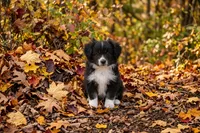 Maggie, a female Toy Australian Shepherd for sale in Normangee, TX – 3 of 4