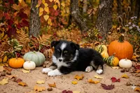 Dallas, a male Toy Australian Shepherd for sale in Normangee, TX – 2 of 3