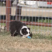 Hunter, a male Toy Australian Shepherd for sale in Normangee, TX – Photo 7 of 7