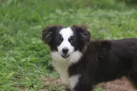 Hunter, a male Toy Australian Shepherd for sale in Normangee, TX – 3 of 5