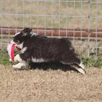 Hunter, a male Toy Australian Shepherd for sale in Normangee, TX – Photo 2 of 7