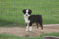Hunter, a male Toy Australian Shepherd for sale in Normangee, TX – 2 of 5