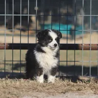 Hunter, a male Toy Australian Shepherd for sale in Normangee, TX – Photo 1 of 7