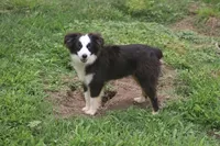 Hunter, a male Toy Australian Shepherd for sale in Normangee, TX – 4 of 5
