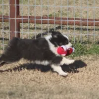 Hunter, a male Toy Australian Shepherd for sale in Normangee, TX – Photo 6 of 7