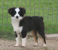 Hunter, a male Toy Australian Shepherd for sale in Normangee, TX – 5 of 5