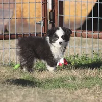 Hunter, a male Toy Australian Shepherd for sale in Normangee, TX – Photo 5 of 7