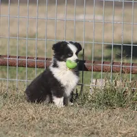 Hunter, a male Toy Australian Shepherd for sale in Normangee, TX – Photo 3 of 7