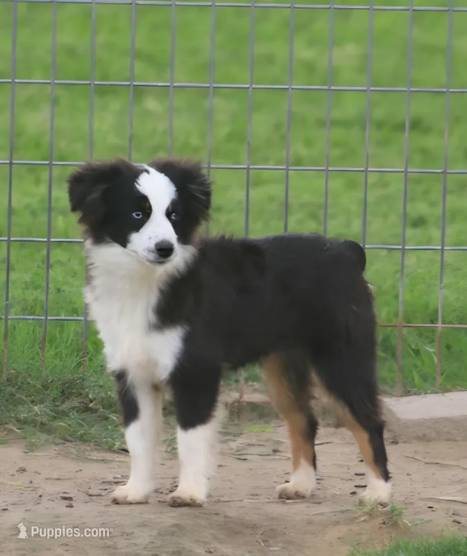 Hunter – Toy Australian Shepherd puppy for sale in Normangee, TX