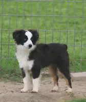 Hunter, a male Toy Australian Shepherd for sale in Normangee, TX – 1 of 5