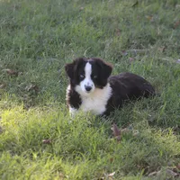 Bentley, a male Toy Australian Shepherd for sale in Normangee, TX – Photo 4 of 10