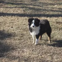 Bentley, a male Toy Australian Shepherd for sale in Normangee, TX – Photo 8 of 10