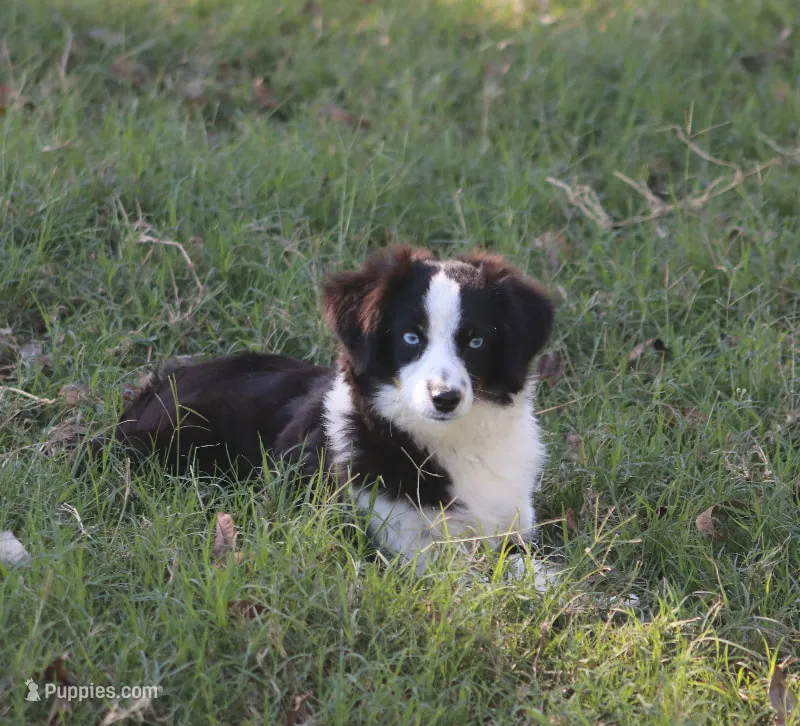 Bentley – Toy Australian Shepherd puppy for sale in Normangee, TX