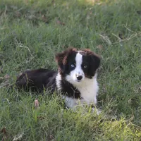 Bentley, a male Toy Australian Shepherd for sale in Normangee, TX – Photo 5 of 10