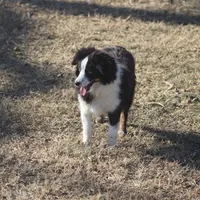 Bentley, a male Toy Australian Shepherd for sale in Normangee, TX – Photo 10 of 10