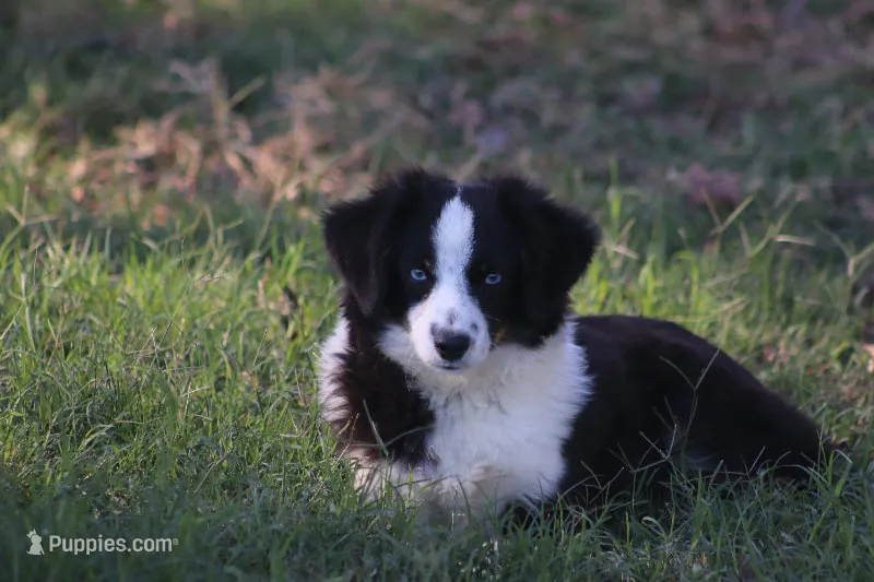 Bentley – Toy Australian Shepherd puppy for sale in Normangee, TX