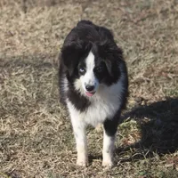 Bentley, a male Toy Australian Shepherd for sale in Normangee, TX – Photo 7 of 10