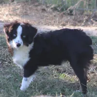 Bentley, a male Toy Australian Shepherd for sale in Normangee, TX – Photo 3 of 10