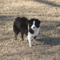 Bentley, a male Toy Australian Shepherd for sale in Normangee, TX – Photo 6 of 10